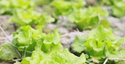 家庭菜园种菜技巧，让你种菜少走弯路 - 今日头条