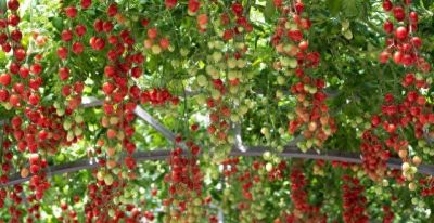 家庭番茄种植法，高产吃不完，操作很简单 - 今日头条