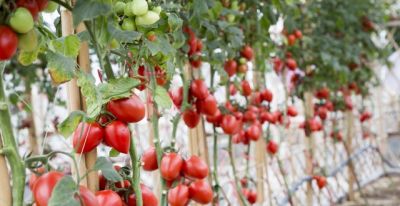 家庭番茄种植法，高产吃不完，操作很简单 - 图画吧TUHUABA