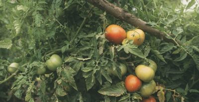 家庭番茄种植法，高产吃不完，操作很简单 - 图画吧TUHUABA