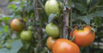 家庭番茄种植法，高产吃不完，操作很简单 - 图画吧TUHUABA