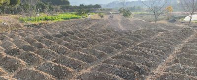 家庭种菜总是长不好？不一定水平差，这些基础才是关键 - 今日头条