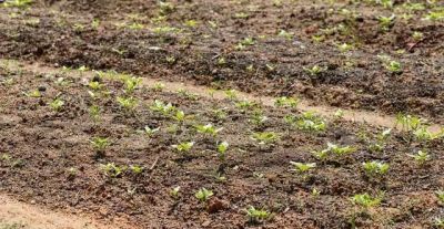 家庭种菜总是长不好？不一定水平差，这些基础才是关键 - 图画吧TUHUABA