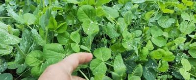 家庭种菜总是长不好？不一定水平差，这些基础才是关键 - 图画吧TUHUABA