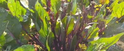 家庭种菜总是长不好？不一定水平差，这些基础才是关键 - 图画吧TUHUABA