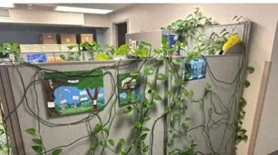 办公室绿萝“成精”爬满工位！杭州小伙晒图引数万网友围观 - 今日头条