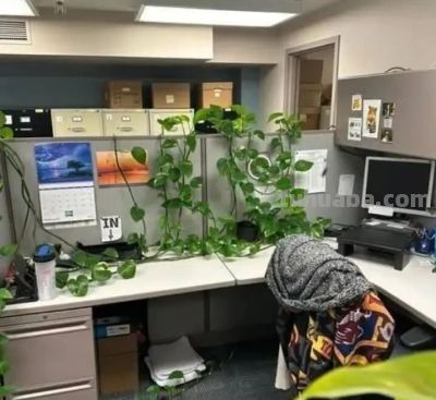 办公室绿萝“成精”爬满工位!杭州小伙晒图引数万网友围观 - 今日头条 办公室绿萝“成精”爬满工位!杭州小伙晒图引数万网友围观 - 图画吧TUHUABA