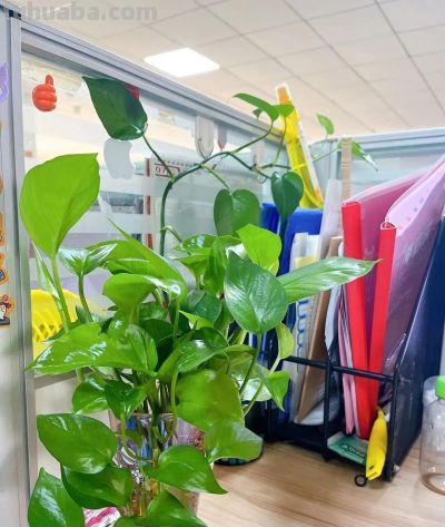 办公室绿萝“成精”爬满工位!杭州小伙晒图引数万网友围观 - 今日头条 办公室绿萝“成精”爬满工位!杭州小伙晒图引数万网友围观 - 图画吧TUHUABA