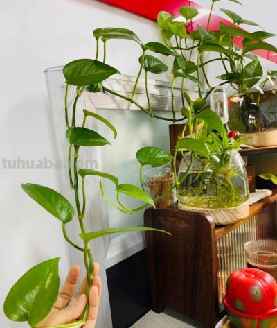 办公室绿萝“成精”爬满工位!杭州小伙晒图引数万网友围观 - 今日头条 办公室绿萝“成精”爬满工位!杭州小伙晒图引数万网友围观 - 图画吧TUHUABA