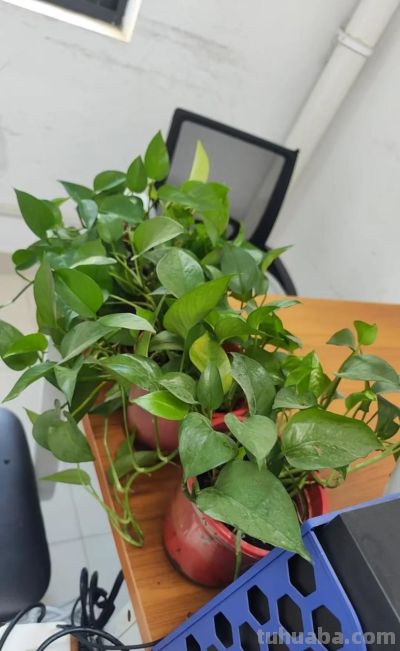 办公室绿萝“成精”爬满工位!杭州小伙晒图引数万网友围观 - 今日头条 办公室绿萝“成精”爬满工位!杭州小伙晒图引数万网友围观 - 图画吧TUHUABA