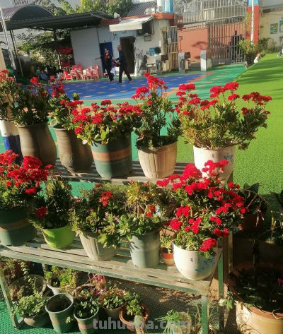 家有养花狂魔老妈，绿萝都能被养到销户 - 今日头条