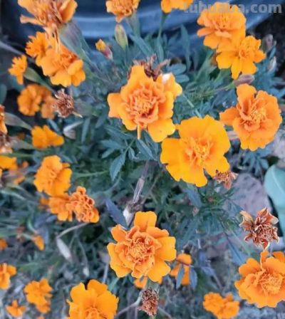 家有养花狂魔老妈,绿萝都能被养到销户 - 今日头条 家有养花狂魔老妈,绿萝都能被养到销户 - 图画吧TUHUABA