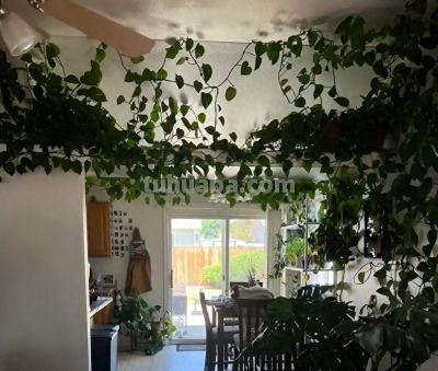 女子搬家，因“15岁的绿萝精”犯了难，网友：这有啥？盘它啊~ - 今日头条