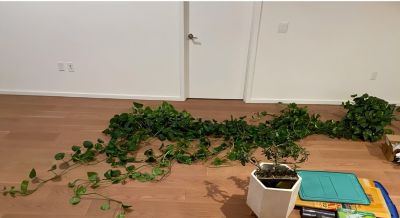 女子搬家，因“15岁的绿萝精”犯了难，网友：这有啥？盘它啊~ - 图画吧TUHUABA