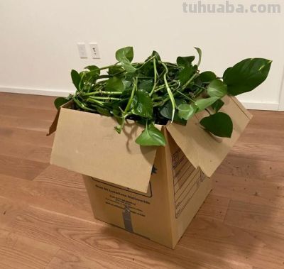 女子搬家，因“15岁的绿萝精”犯了难，网友：这有啥？盘它啊~ - 图画吧TUHUABA