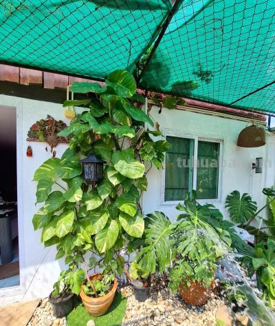 女子搬家，因“15岁的绿萝精”犯了难，网友：这有啥？盘它啊~ - 图画吧TUHUABA