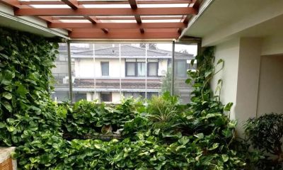 女子搬家，因“15岁的绿萝精”犯了难，网友：这有啥？盘它啊~ - 图画吧TUHUABA