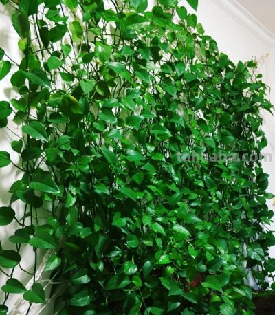 女子搬家，因“15岁的绿萝精”犯了难，网友：这有啥？盘它啊~ - 图画吧TUHUABA