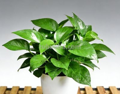 一盆绿萝，半日时光，把日子擦得亮晶晶 - 图画吧TUHUABA