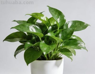 一盆绿萝，半日时光，把日子擦得亮晶晶 - 图画吧TUHUABA