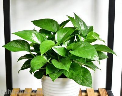 一盆绿萝，半日时光，把日子擦得亮晶晶 - 图画吧TUHUABA