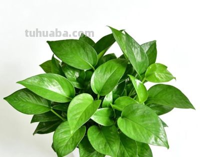 一盆绿萝，半日时光，把日子擦得亮晶晶 - 图画吧TUHUABA