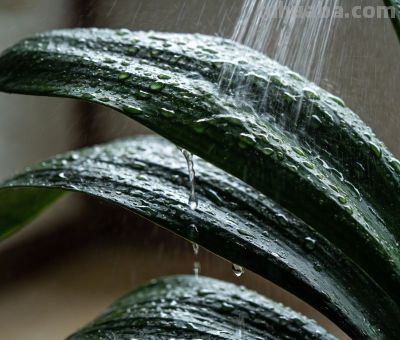 绿萝养不好？掌握这几点谁都能养爆盆 - 图画吧TUHUABA