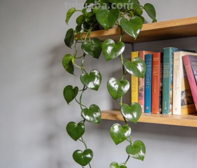 绿萝养不好？掌握这几点谁都能养爆盆 - 图画吧TUHUABA