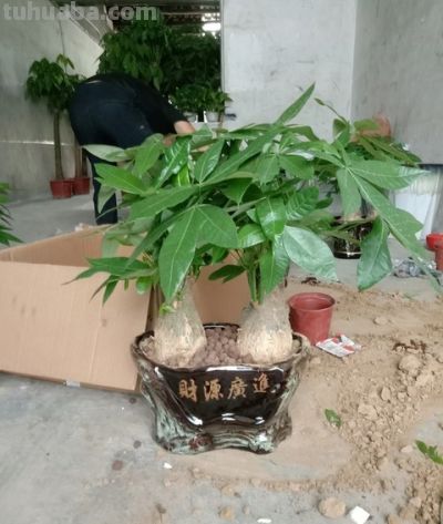 发财树就爱“吃素”，摸准这个施肥节奏，新叶蹭蹭冒不停 - 图画吧TUHUABA