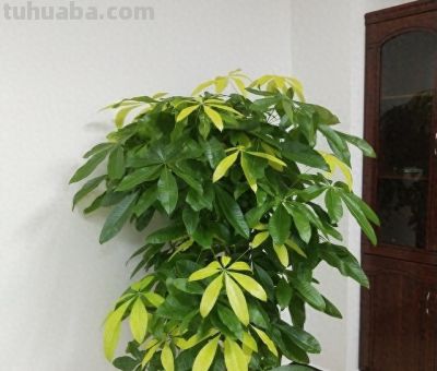 发财树就爱“吃素”，摸准这个施肥节奏，新叶蹭蹭冒不停 - 今日头条