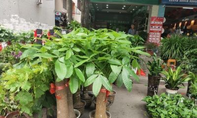 发财树就爱“吃素”，摸准这个施肥节奏，新叶蹭蹭冒不停 - 图画吧TUHUABA