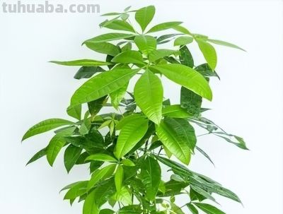 发财树就爱“吃素”，摸准这个施肥节奏，新叶蹭蹭冒不停 - 图画吧TUHUABA