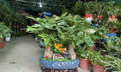 发财树就爱“吃素”，摸准这个施肥节奏，新叶蹭蹭冒不停 - 图画吧TUHUABA