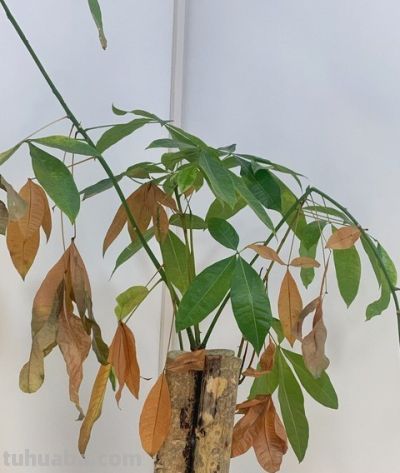 发财树就爱“吃素”，摸准这个施肥节奏，新叶蹭蹭冒不停 - 图画吧TUHUABA