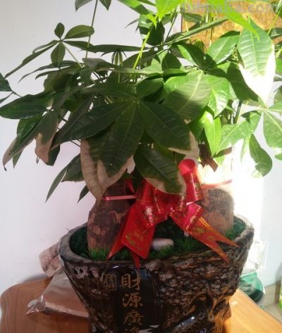 发财树就爱“吃素”，摸准这个施肥节奏，新叶蹭蹭冒不停 - 图画吧TUHUABA