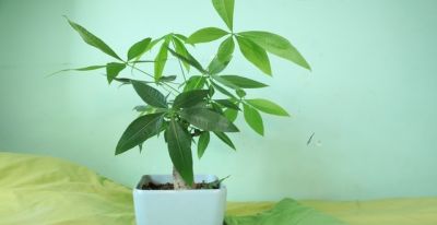 发财树就爱“吃素”，摸准这个施肥节奏，新叶蹭蹭冒不停 - 图画吧TUHUABA