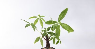 发财树就爱“吃素”，摸准这个施肥节奏，新叶蹭蹭冒不停 - 图画吧TUHUABA