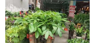 告别“植物杀手”:发财树的反常识养护 - 今日头条 告别“植物杀手”:发财树的反常识养护 - 图画吧TUHUABA