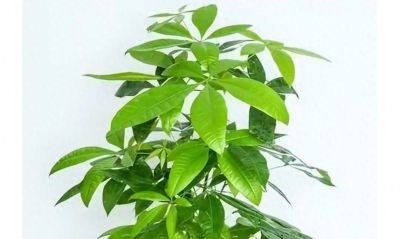 告别“植物杀手”:发财树的反常识养护 - 今日头条