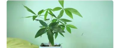 告别“植物杀手”:发财树的反常识养护 - 今日头条 告别“植物杀手”:发财树的反常识养护 - 图画吧TUHUABA