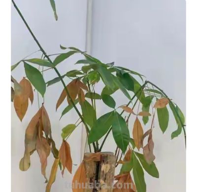 告别“植物杀手”:发财树的反常识养护 - 今日头条 告别“植物杀手”:发财树的反常识养护 - 图画吧TUHUABA