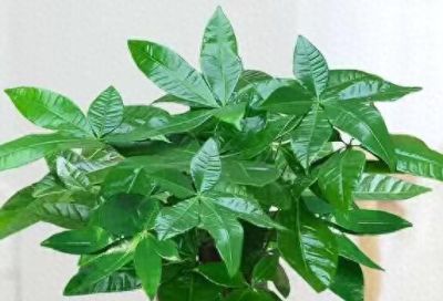 发财树怎么养才能旺盛 - 今日头条