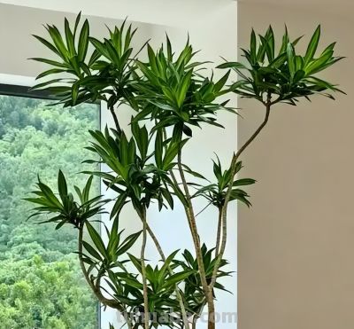 客厅必养10种招财树！好养耐造，常年不过时还旺家 - 图画吧TUHUABA