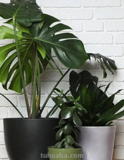 客厅必养10种招财树！好养耐造，常年不过时还旺家 - 今日头条