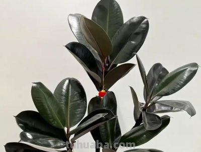 客厅必养10种招财树！好养耐造，常年不过时还旺家 - 图画吧TUHUABA