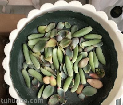 多肉植物是不是很难养? - 图画吧TUHUABA