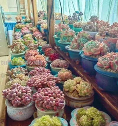 喜欢养多肉，千万不要买太多，过来人的忠告，养的精致就好！ - 今日头条