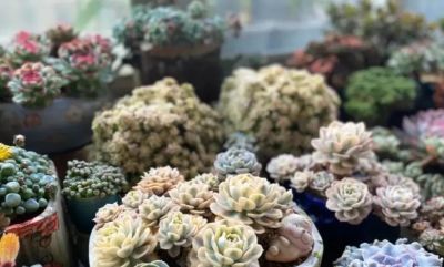 喜欢养多肉，千万不要买太多，过来人的忠告，养的精致就好！ - 图画吧TUHUABA