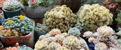 喜欢养多肉，千万不要买太多，过来人的忠告，养的精致就好！ - 图画吧TUHUABA