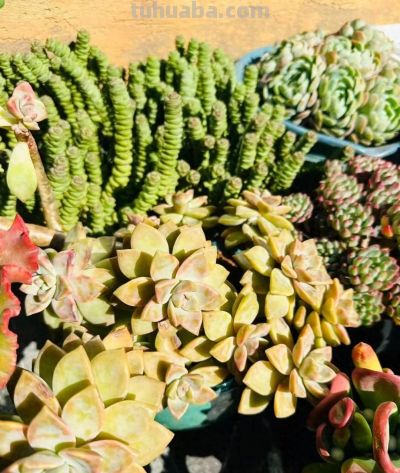 冬日的多肉——这风景里不只有绚丽，还有那份随遇而安 - 今日头条